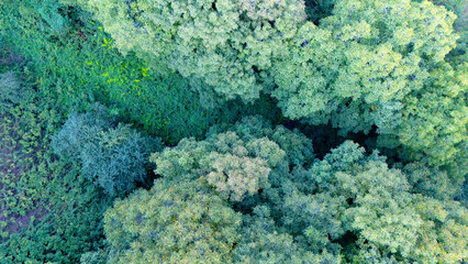 Forest landscape from above, showcasing the texture of green canopies and the importance of ecosystem health