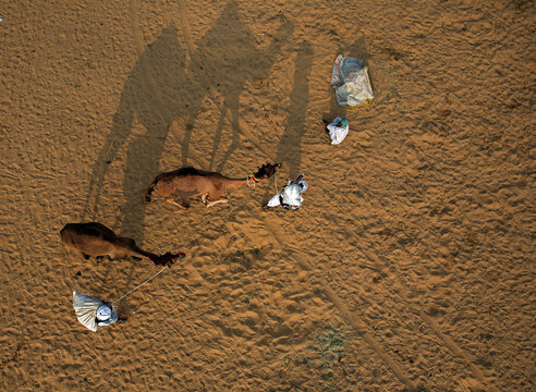Aerial view of camels casting long shadows on the golden sands, with figures in white turbans dotting the arid landscape, Pushkar, Rajasthan, India.