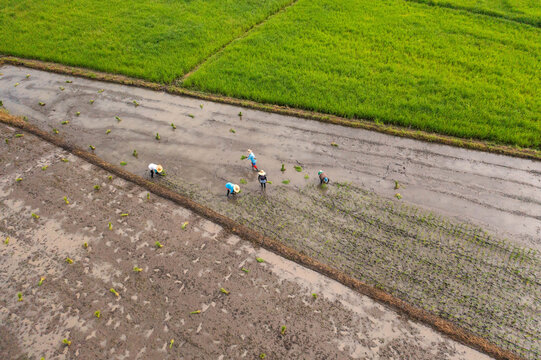 Aerial view of workers planting rice seedlings in muddy fields, a tapestry of green and brown under the Philippine sun, Tiwi, Iloilo, Philippines.