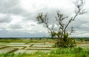 Paddy fields cultivated in a traditional way in rural India