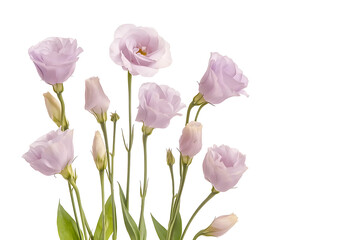 Obraz premium Beautiful pale violet eustoma flowers isolated on white background