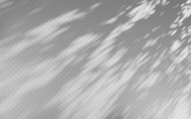 Fototapeta premium Abstract shadow overlay from tree branch on a transparent background.