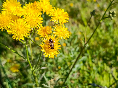 Selective focus on hoverfly (Eristalis tenax) on yellow wildflowers with blurred background - Powered by Adobe