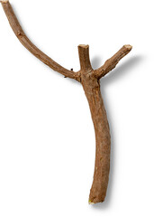 Obraz premium A single, curved, brown twig with multiple branches and a shadow cast on white.