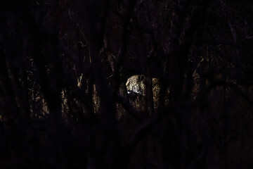 a male leopard at night time