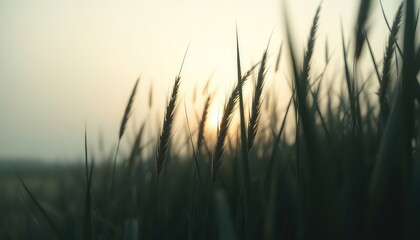 Obraz premium Golden hour illuminates the tall grass, the light softly embracing the natural beauty of the field