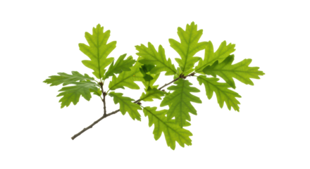 A small, perfectly formed oak branch with lush, vibrant green leaves, isolated against a transparent background with bright high-key studio lighting, concept of natural vitality and sustainability