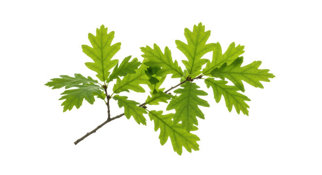 A small, perfectly formed oak branch with lush, vibrant green leaves, isolated against a transparent background with bright high-key studio lighting, concept of natural vitality and sustainability