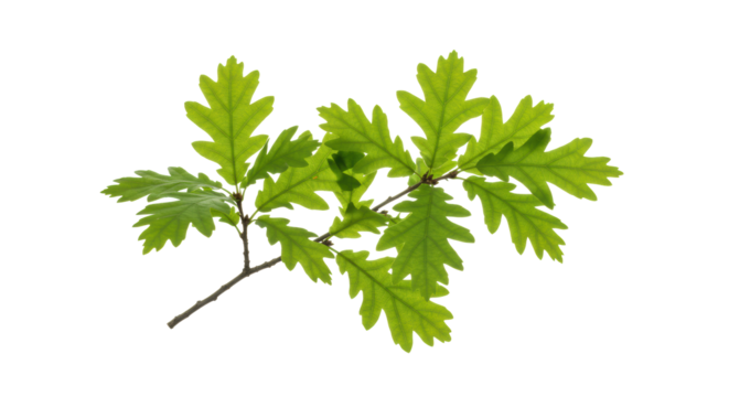 A small, perfectly formed oak branch with lush, vibrant green leaves, isolated against a transparent background with bright high-key studio lighting, concept of natural vitality and sustainability