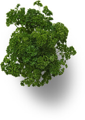 Fototapeta premium Fresh bunch of vibrant green parsley, overhead view, isolated on white.