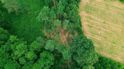 Aerial view of a forest clearing with piles of cut wood