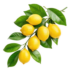 Fresh lemons on a branch isolated on transparent background