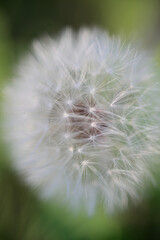 Fototapeta premium Close-Up of Dandelion Seed Head