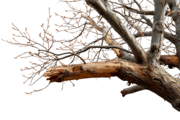 Bare tree branch with budding leaves