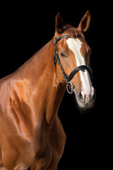 Beautiful horse on a dark background