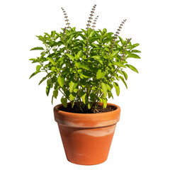 Fototapeta premium Green tulsi plant in a pot