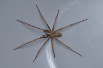 Giant house spider, male