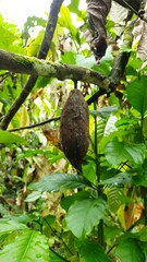 Dry cocoa fruit that is photographed vertically 