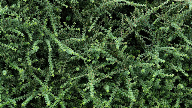 small leafed hedge wallpaper