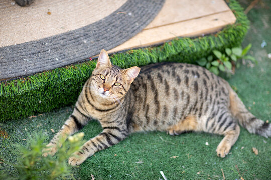 striped gray cat in shelter close up photo. High quality photo