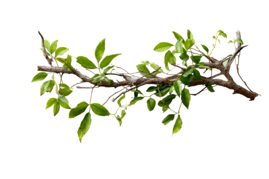 Green leaf branch on clear background