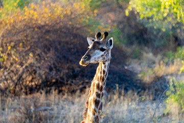 a portrait of a giraffe cow