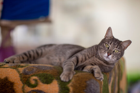 striped gray cat in shelter close up photo. High quality photo