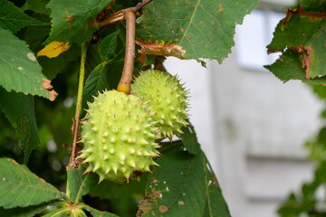 Green Spiky Horse Chestnut Fruit