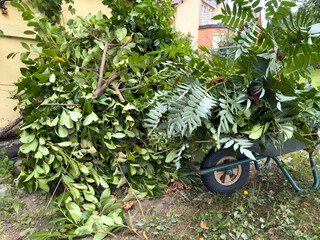 Garden waste on a wheelbarrow in autumn when cutting back plants for recycling