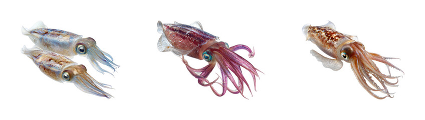 Squid swimming gracefully in ocean waters nature scene, isolated on transparent background, png set
