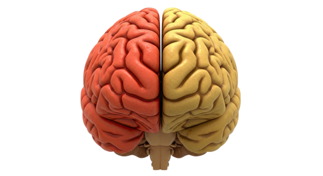 Top view of a human brain with distinct red and yellow hemispheres isolated on transparent background
