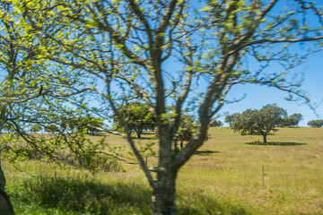 Intentional blurred tree in foreground by motion with Alentejo field landscape with oak trees, PORTUGAL