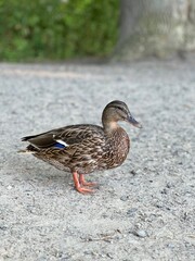 female mallard duck