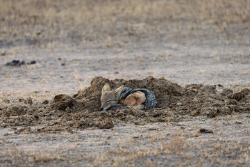 a black backed jackal sleeping in a rhino midden