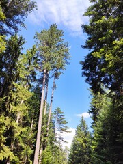 Fototapeta premium Beautiful forest photos. Trebević mountain
