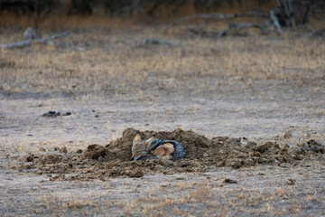 a black backed jackal sleeping in a rhino midden