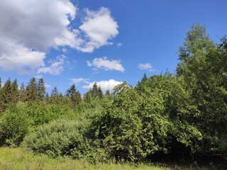 Obraz premium Beautiful forest photos. Trebević mountain
