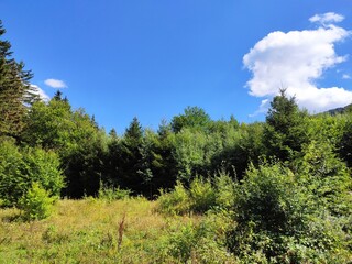 Obraz premium Beautiful forest photos. Trebević mountain