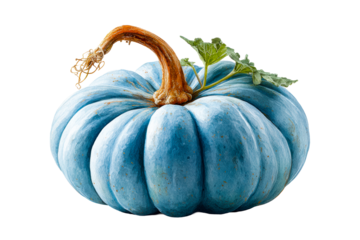 Unique blue pumpkin with striking texture