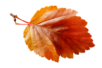 Bright orange leaf on a transparent background