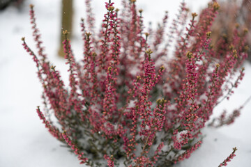 Beautiful pink heather blooms contrast against the white snow in a winter garden setting