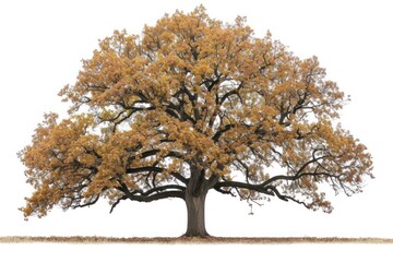 Tree plant oak white background.