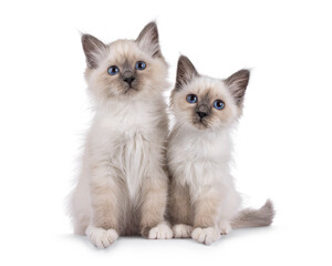 Cute duo of Sacred Birman cat kittens, sitting close together. Looking towards camera with breed specific eyes. Isolated on a white background.