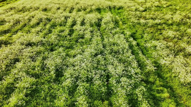 Drone moves forward across wild chervil field glowing in warm sunset light