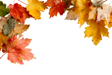 Colorful autumn leaves with transparent background