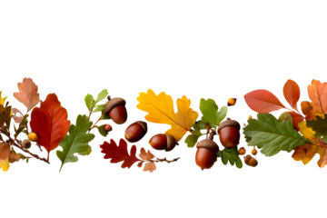 Colorful autumn leaves and acorns in nature