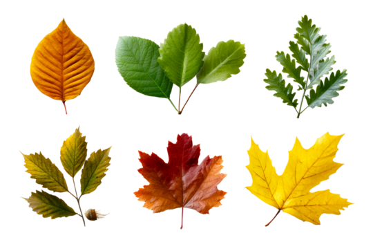 Leaf collection on clear background