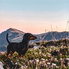 A black and tan dachshund stands alertly on a mountaintop, bathed in the soft light of a beautiful sunrise or sunset.