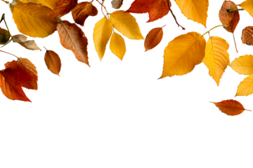 Autumn leaves on a white background