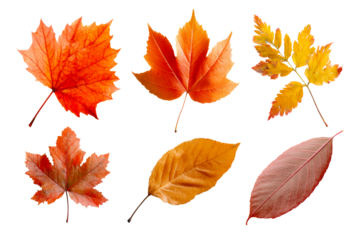 Colorful autumn leaves in various shapes and sizes